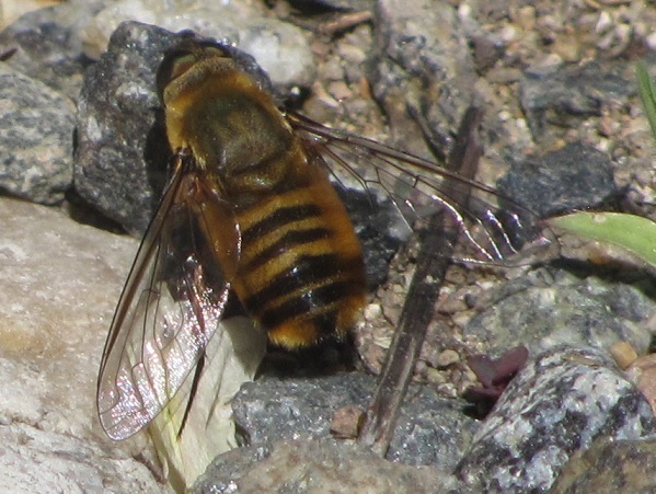 Villa sp (Bombyliidae)